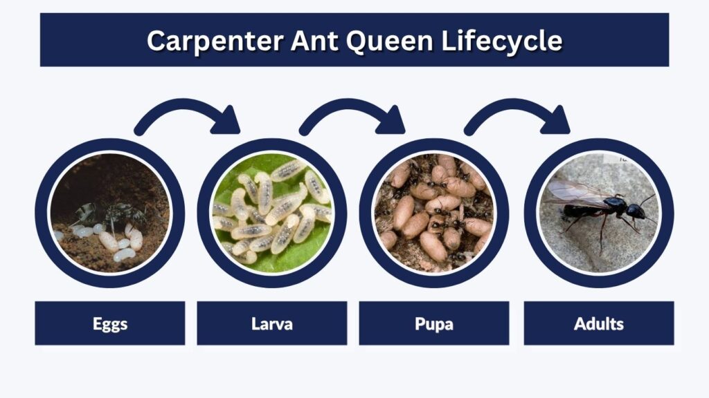 Carpenter Ant Queen Lifecycle