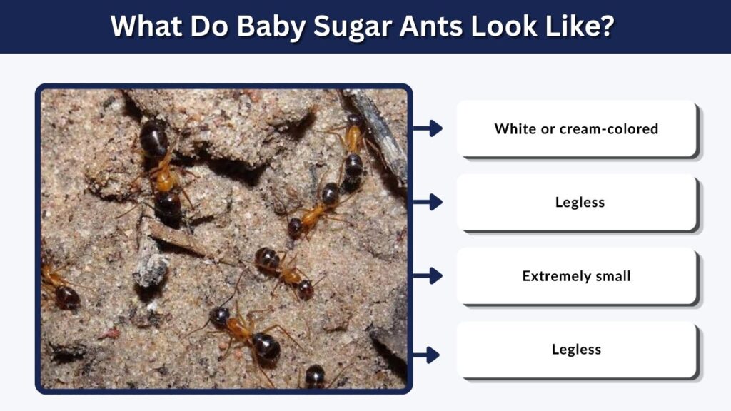 What Do Baby Sugar Ants Look Like?