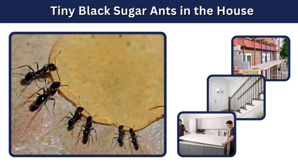 Tiny Black Sugar Ants in the House