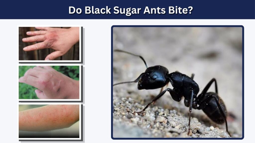 Do Black Sugar Ants Bite?