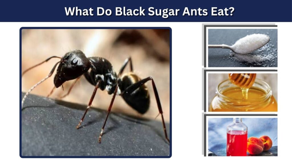 What Do Black Sugar Ants Eat?