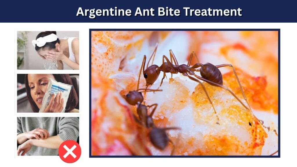 Argentine Ant Bite Treatment