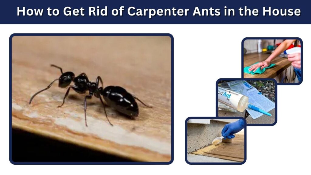 How to Get Rid of Carpenter Ants in the House