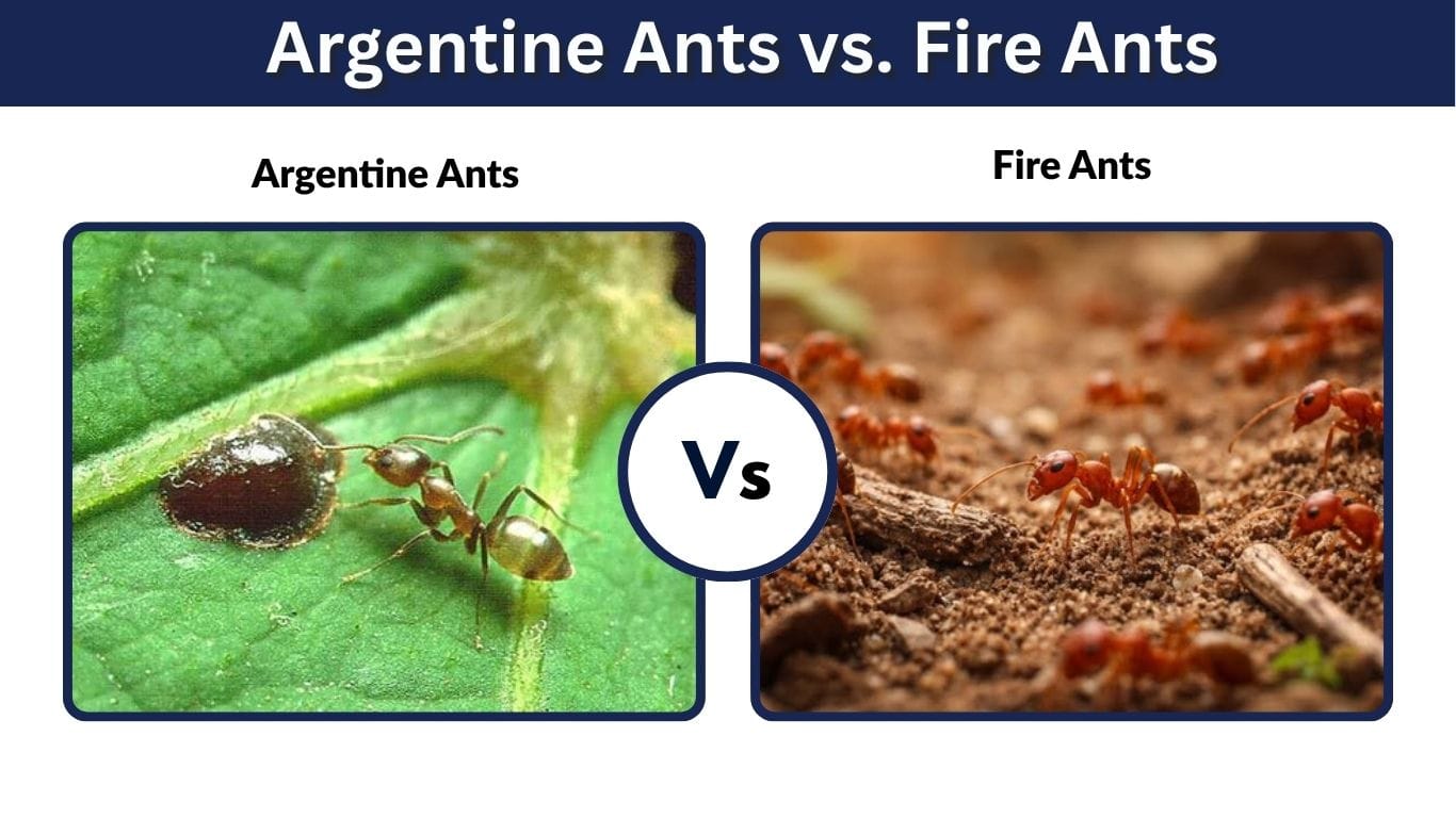 Argentine Ants vs. Fire Ants: Differences, Sting & Ant Wars