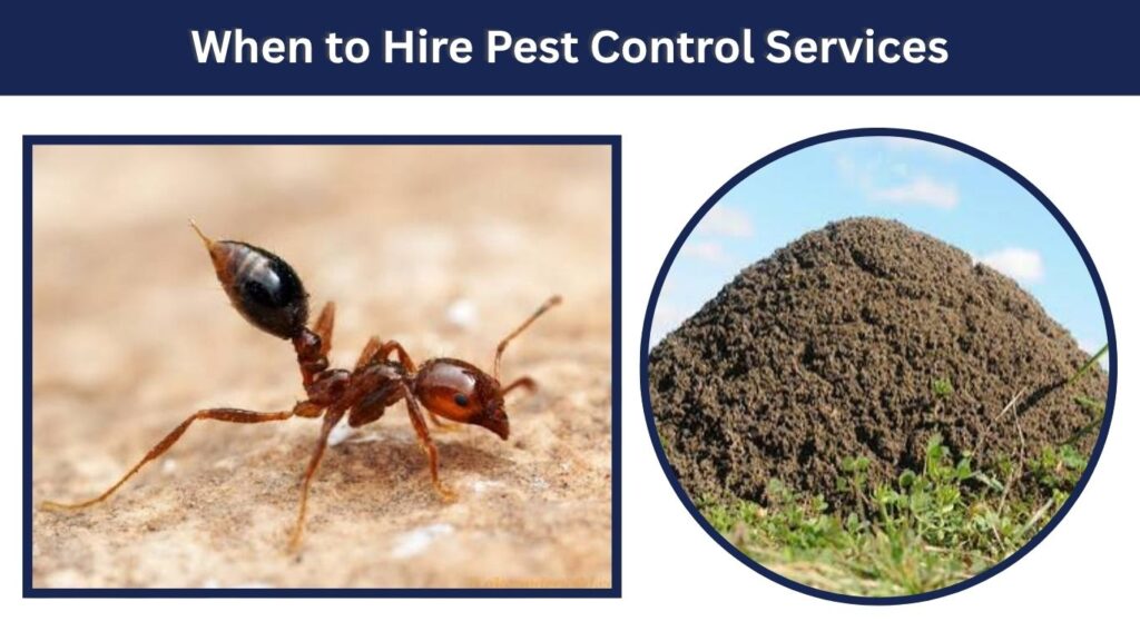 When to Hire Pest Control Services