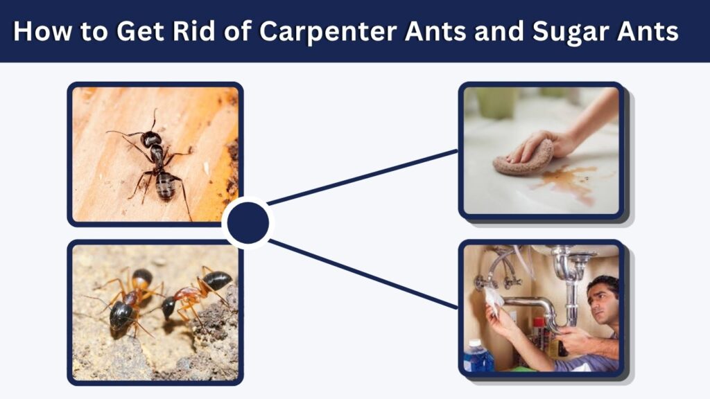 How to Get Rid of Carpenter Ants and Sugar Ants