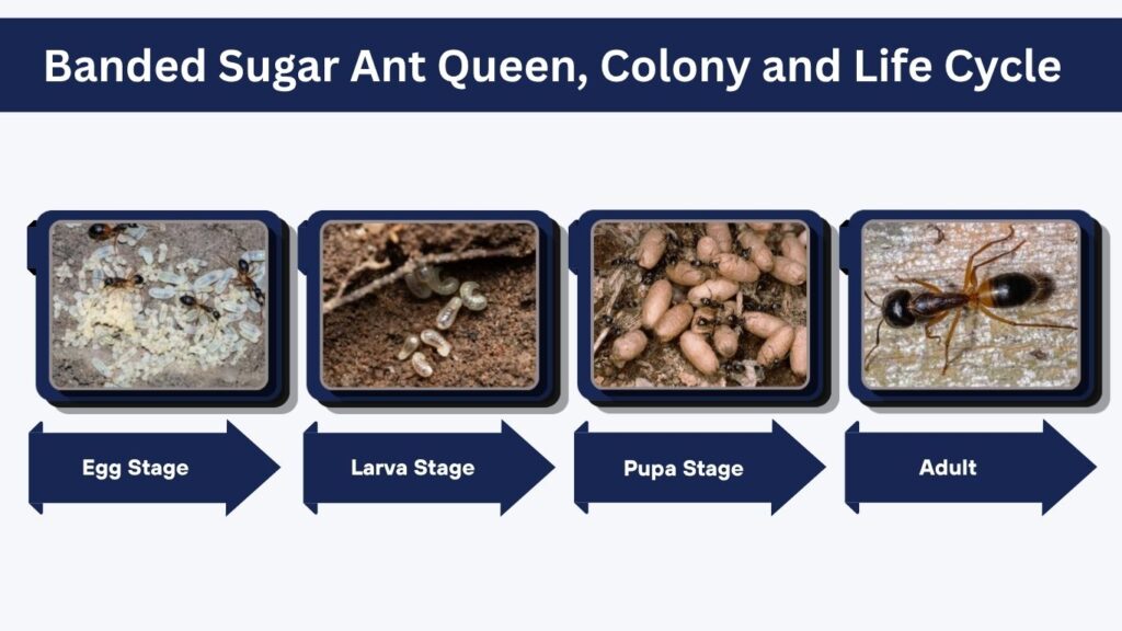 Banded Sugar Ant Queen, Colony and Life Cycle