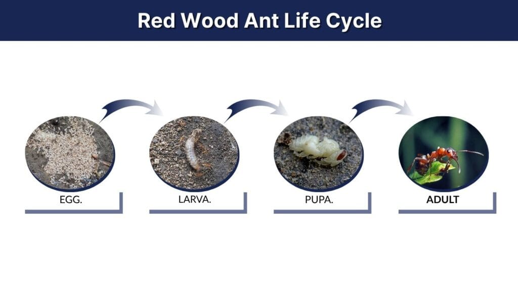 Red Wood Ant Life Cycle