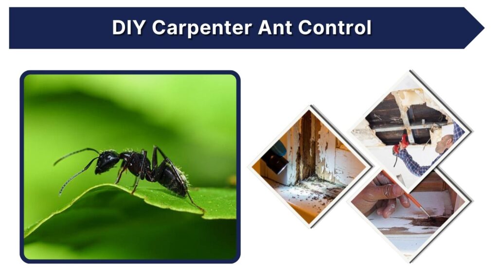 DIY Carpenter Ant Control