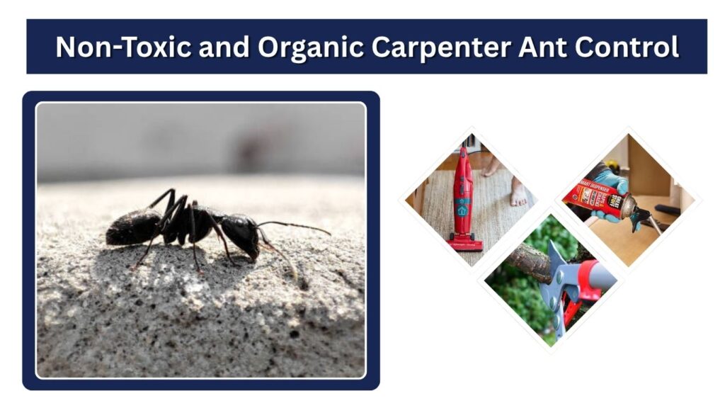 Non-Toxic and Organic Carpenter Ant Control