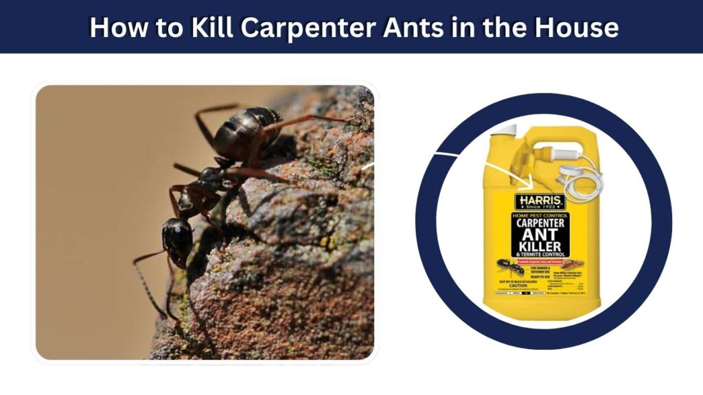 How to Kill Carpenter Ants in the House