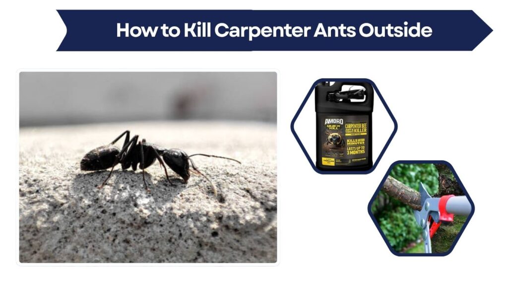 How to Kill Carpenter Ants Outside