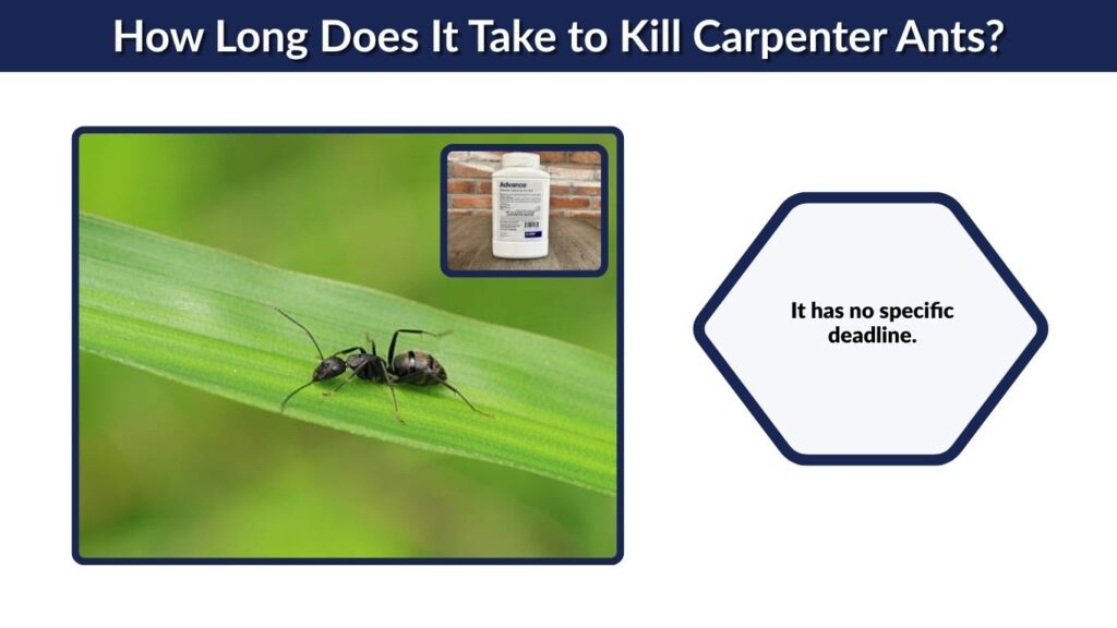 How Long Does It Take to Kill Carpenter Ants?
