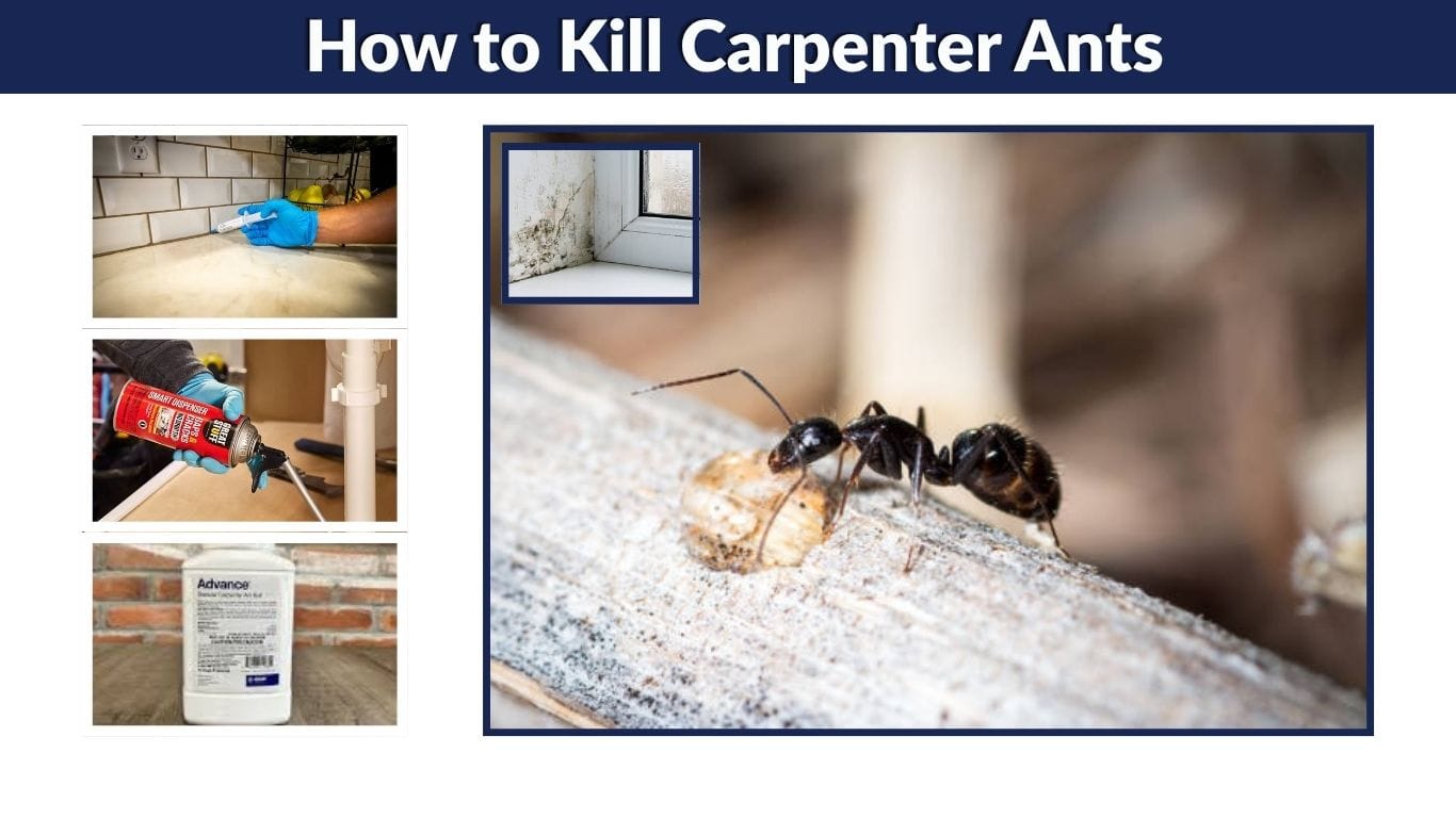 How to Kill Carpenter Ants and Eliminate the Colony