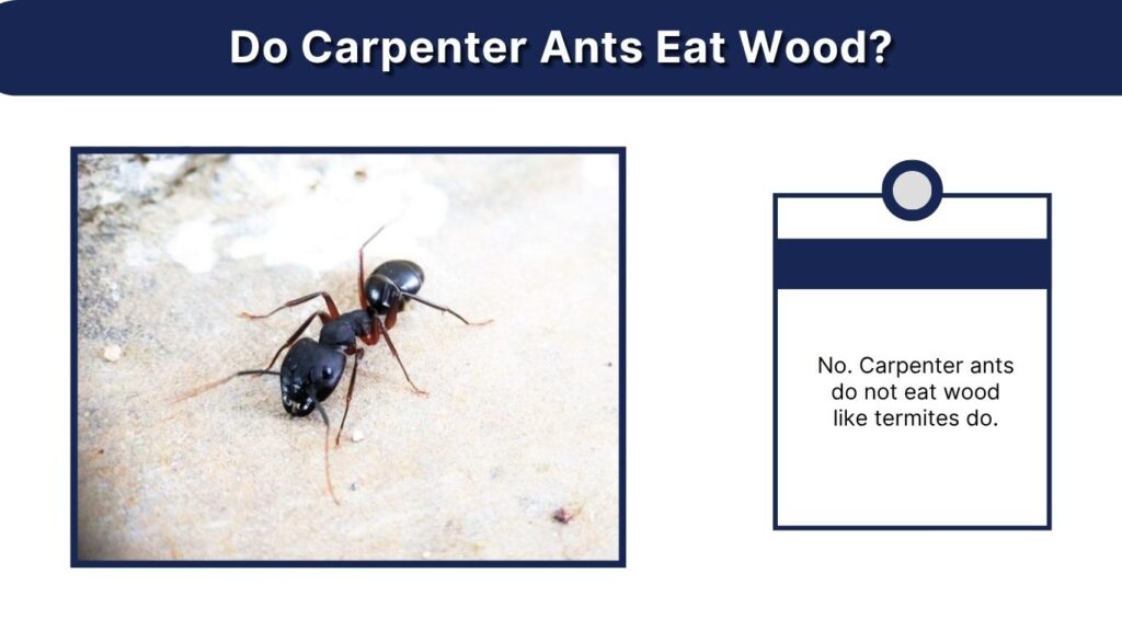Do Carpenter Ants Eat Wood?