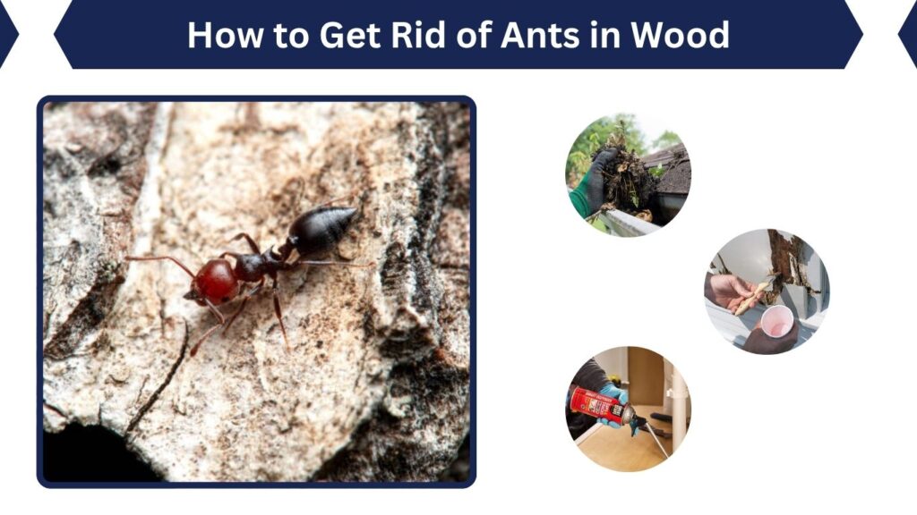 How to Get Rid of Ants in Wood