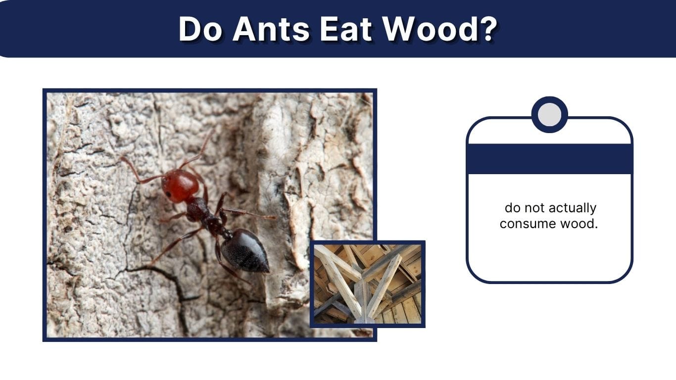 Do Ants Eat Wood? Wood Ants, Carpenter Ants & Damage