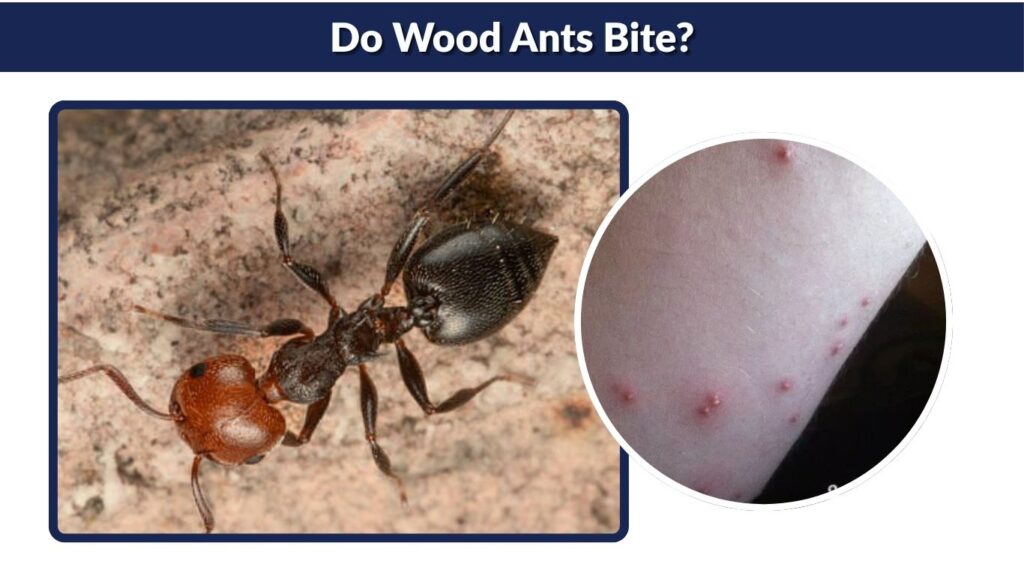 Do Wood Ants Bite?