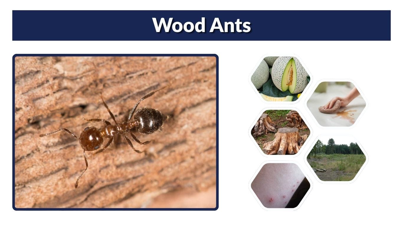Wood Ants: Identification, Bites, Nests & How to Get Rid of Them