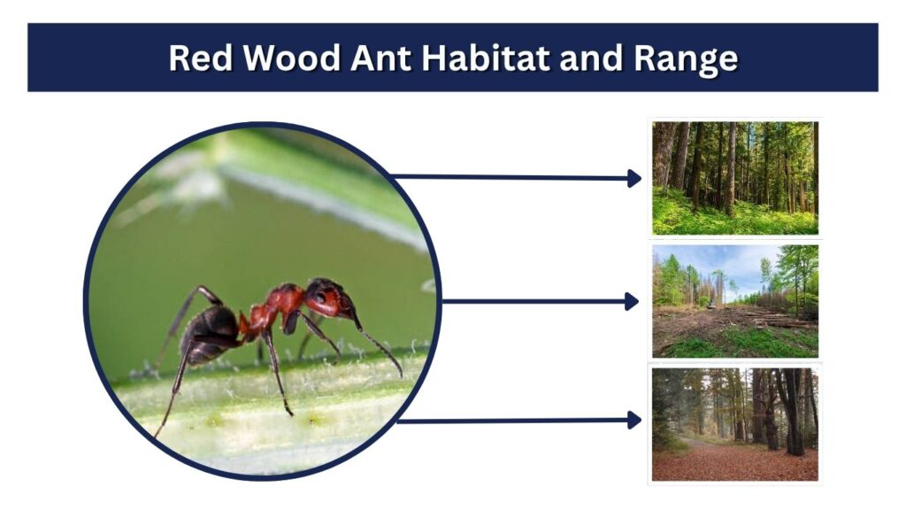 Red Wood Ant Habitat and Range