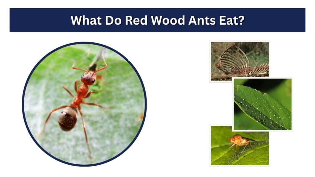 What Do Red Wood Ants Eat?