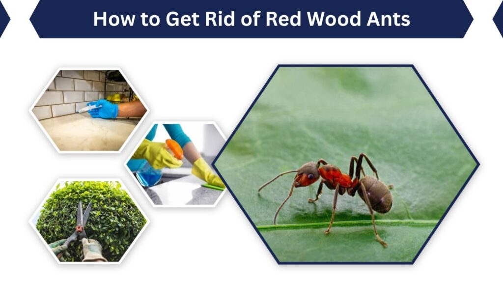 How to Get Rid of Red Wood Ants