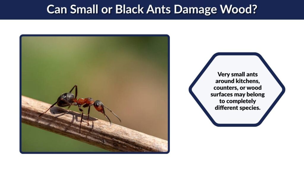 Can Small or Black Ants Damage Wood?
